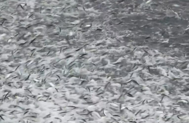 Sorprende llegada de miles de sardinas a la playa principal de Puerto Escondido