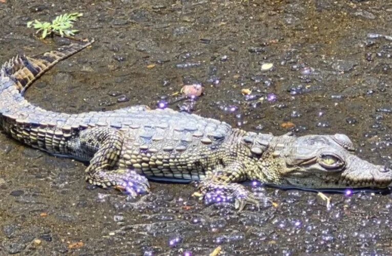 Hallan cocodrilo en coladera de Coyoacán; vecinos alertaron la presencia del ejemplar en Culhuacán
