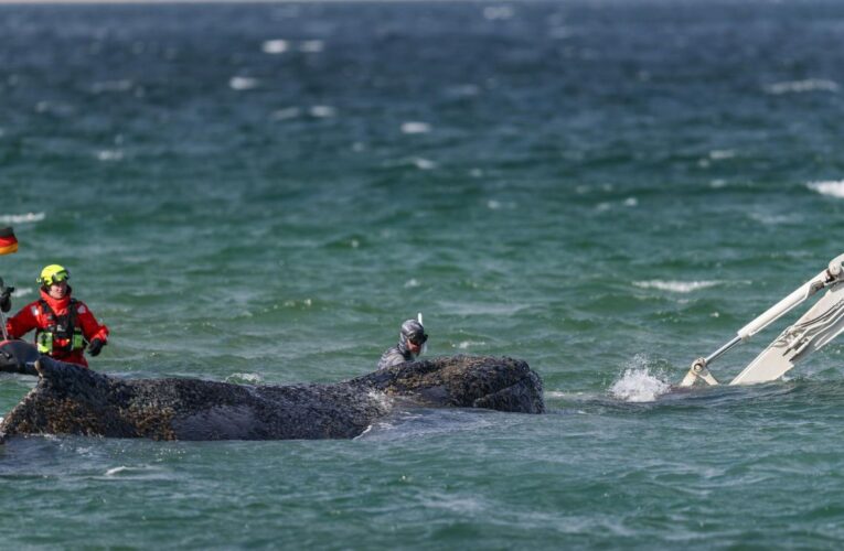 Ballena ‘Timmy’ que murió en Alemania será convertida en biocombustible