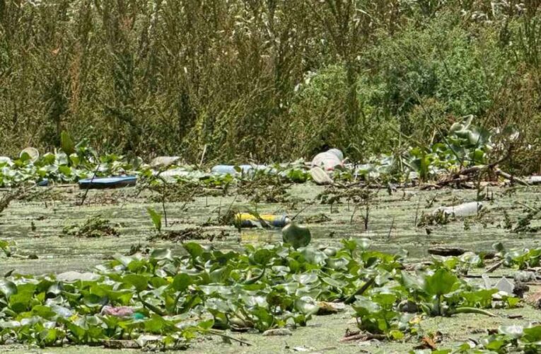 Conagua alista embarcación para retirar lirio en la presa Endhó, en Hidalgo; buscan frenar al mosquito Culex