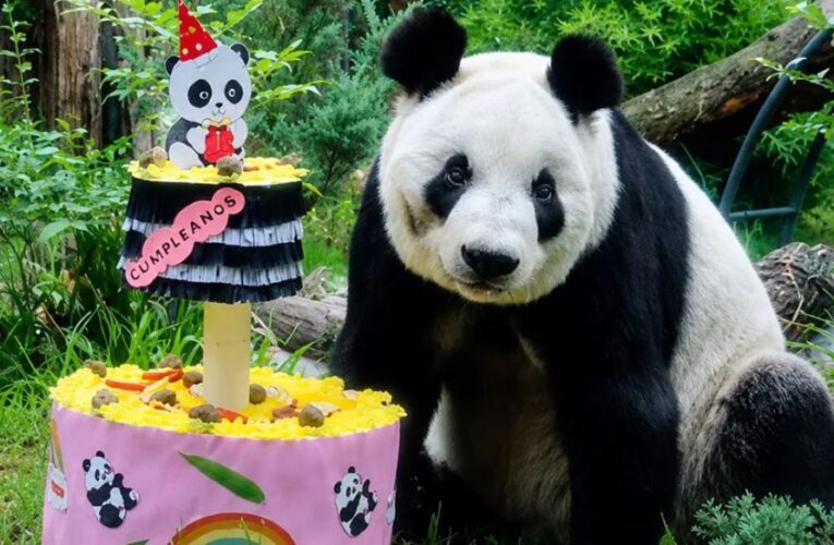 La panda Xin Xin celebrará su cumpleaños número 36