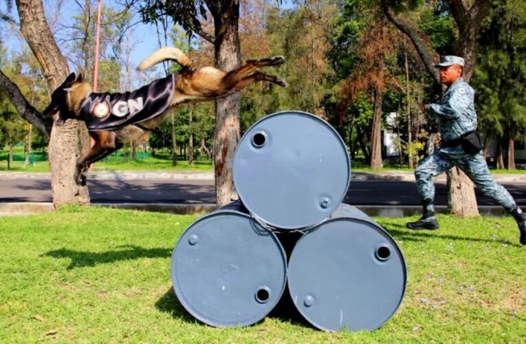 Guardia Nacional mantiene cinco binomios caninos en Guanajuato para la búsqueda permanente de personas