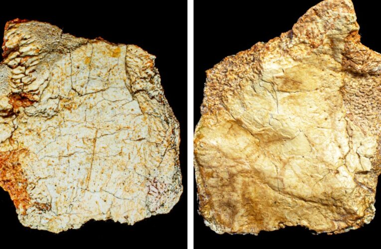 Hallan fragmento de cráneo humano de más de 200 mil años en España