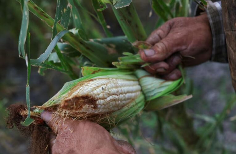 Apuestan por bacterias y hongos para reducir agroquímicos en Michoacán