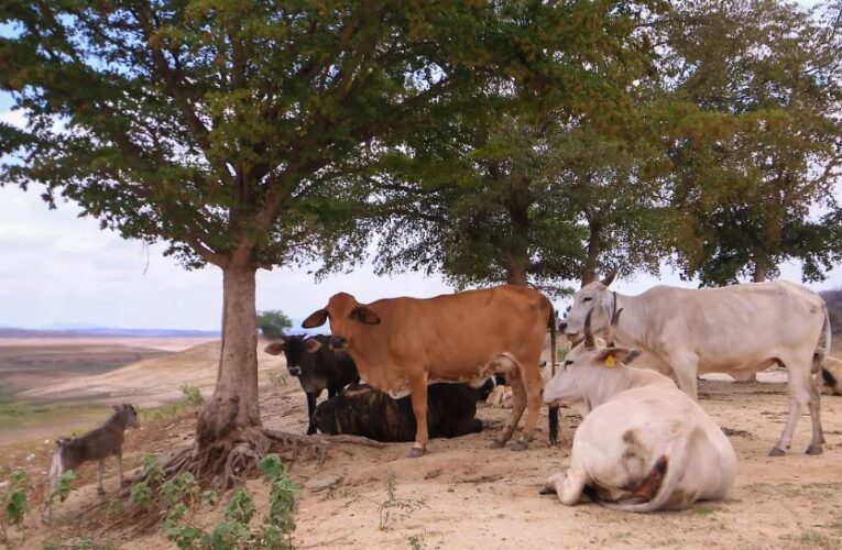Refuerzan vigilancia en Sinaloa ante riesgo de gusano barrenador; revisan más de 31 mil animales