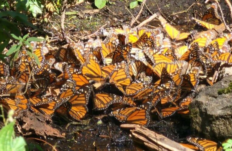 Un celular puede detectar el paso de la mariposa monarca por Guanajuato