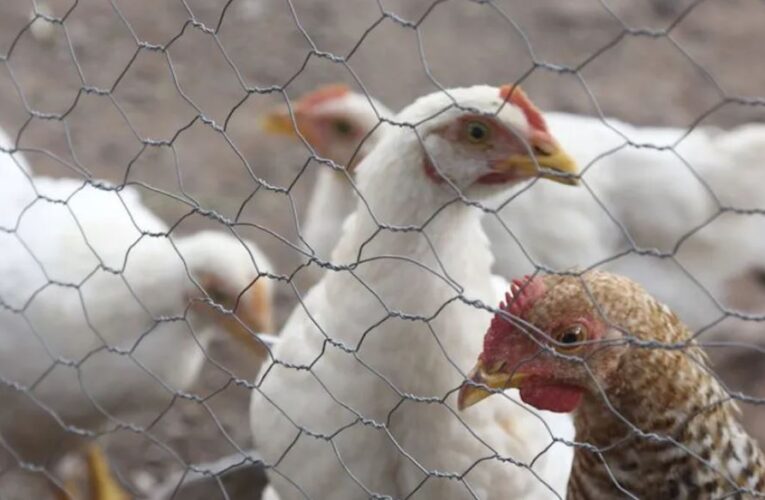 Puerto Rico confirma casos de gripe aviar en patos y gallinas de Guinea; activan cuarentenas