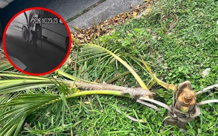 La Secretaría de Movilidad rastrea la unidad de transporte público presuntamente implicada en el corte ilegal de palmeras en camellones de Tepic, Nayarit
